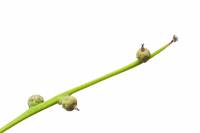 Chêne pédonculé - organes femelles (Quercus robur)